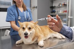 В Россию начнут поставлять аргентинские вакцины для животных