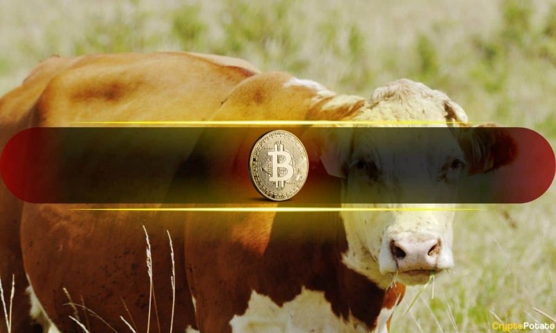 Текущая коррекция биткойнов (BTC) идеально подходит для исторического сброса среднего цикла: bitfinex