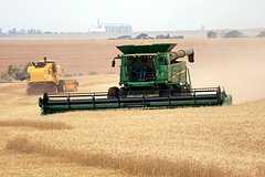 Цены на пшеницу упали до минимума с конца июля 2024 года