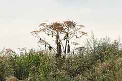 Россиян предупредили о риске случайно купить семена опасного растения Россиян предупредили о риске случайно купить семена опасного растения