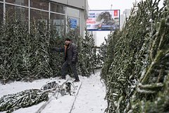 Россиян предупредили о подорожании новогодних елок